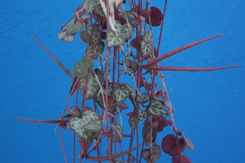 ceropegia woodii owoc